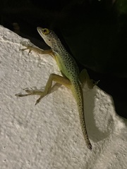 Anolis leachii