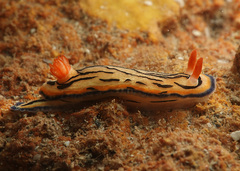 Hypselodoris maritima