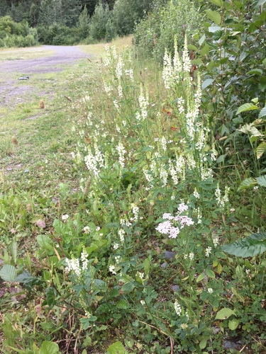 White Sweetclover