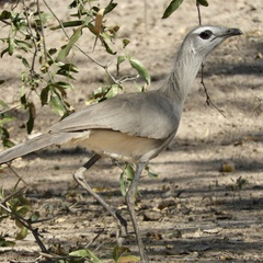 Chunga burmeisteri