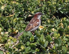 Passer domesticus