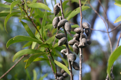 Hakea florulenta