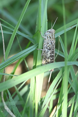 Calliptamus italicus