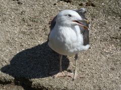 Larus fuscus