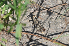 Calliptamus italicus