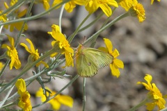 Colias occidentalis
