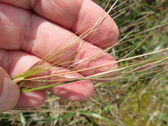 Austrostipa blackii
