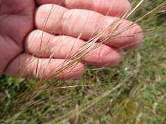 Austrostipa blackii