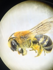 Colletes similis