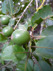 Atractocarpus