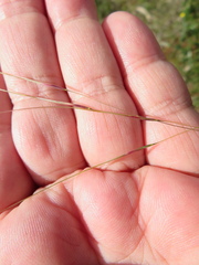 Austrostipa blackii