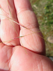Austrostipa blackii