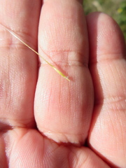 Austrostipa blackii