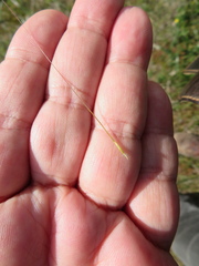 Austrostipa blackii