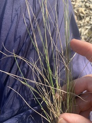 Aristida latifolia