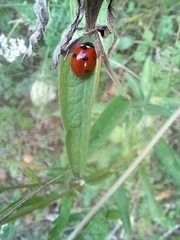 Coccinella septempunctata