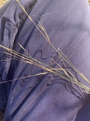Aristida latifolia