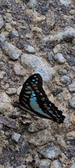Graphium evemon eventus
