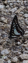 Graphium evemon eventus