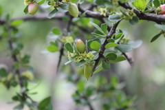 Condalia mexicana
