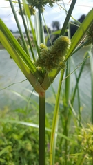Cyperus glomeratus