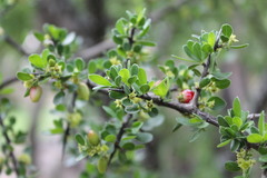 Condalia mexicana