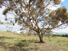 Eucalyptus socialis