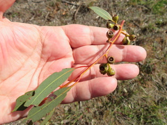 Eucalyptus socialis