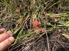 Sarracenia psittacina