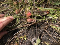 Sarracenia psittacina