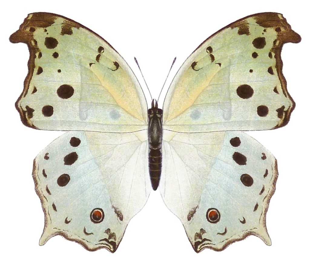 Common Mother-of-Pearl