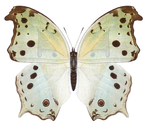 Common Mother-of-Pearl