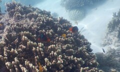 Amphiprion rubrocinctus