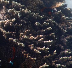 Amphiprion rubrocinctus