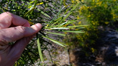 Acacia oldfieldii