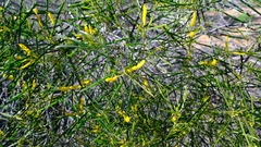 Acacia oldfieldii