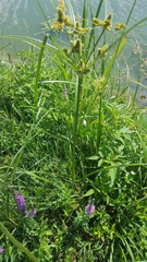 Cyperus glomeratus