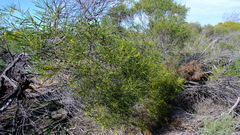 Acacia oldfieldii