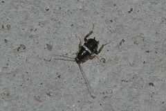 Planuncus tingitanus