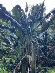 Phenakospermum guyannense