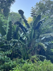 Phenakospermum guyannense