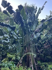 Phenakospermum guyannense