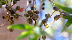 Eucalyptus eudesmioides