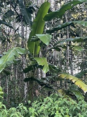 Phenakospermum guyannense