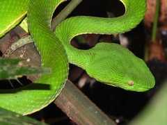 Trimeresurus vogeli