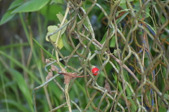 Cissus quadrangularis