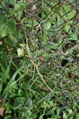 Cissus quadrangularis