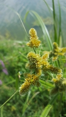 Cyperus glomeratus