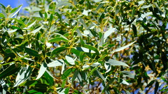 Eucalyptus eudesmioides