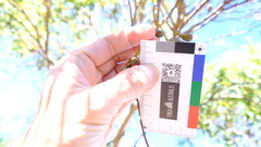 Eucalyptus eudesmioides